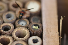 Euodynerus apopkensis