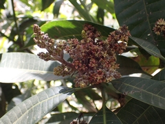 Mangifera indica