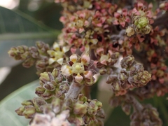 Mangifera indica