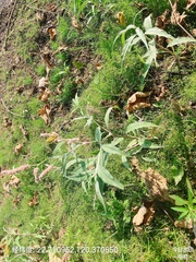 Persicaria lapathifolia lanata