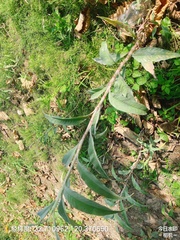 Persicaria lapathifolia lanata