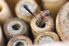 Euodynerus apopkensis