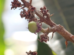 Mangifera indica