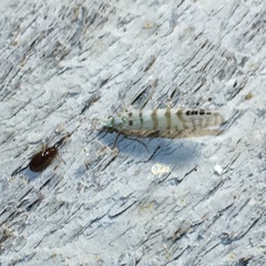 Nectopsyche exquisita