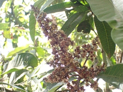 Mangifera indica