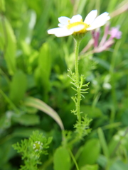 Anthemis