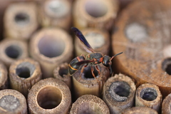 Euodynerus apopkensis