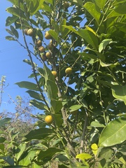 Diospyros maritima