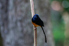 Copsychus malabaricus