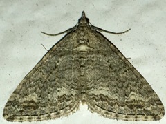 Perizoma custodiata