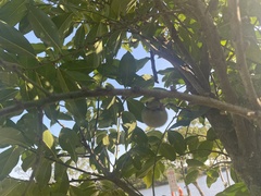 Diospyros maritima