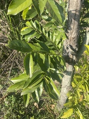 Diospyros maritima