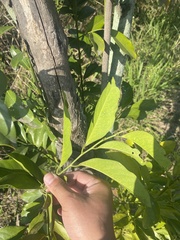 Diospyros maritima