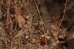 Aspidoscelis lineattissimus