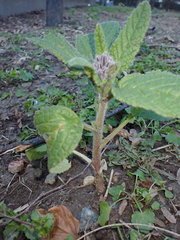 Borago officinalis