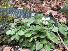 Viola adenothrix