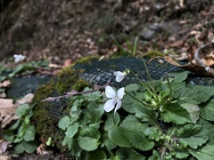 Viola adenothrix