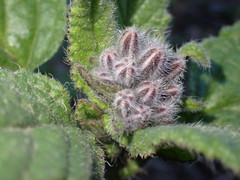 Borago officinalis