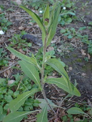 Centaurea jacea