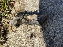 Microtus lusitanicus