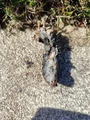 Microtus lusitanicus