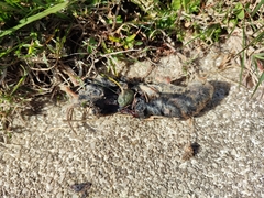 Microtus lusitanicus