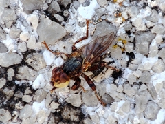 Myopa dorsalis