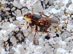 Myopa dorsalis