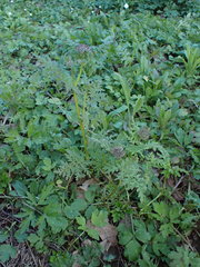 Phacelia tanacetifolia