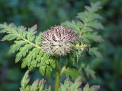 Phacelia tanacetifolia