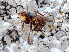 Myopa dorsalis