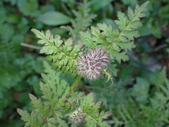 Phacelia tanacetifolia