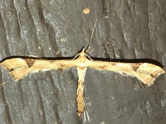 Platyptilia carduidactylus