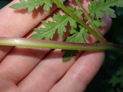 Phacelia tanacetifolia