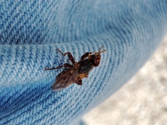 Myopa dorsalis