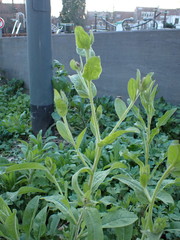 Centaurea jacea