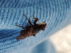 Myopa dorsalis