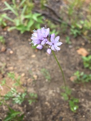 Gilia capitata