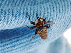 Myopa dorsalis