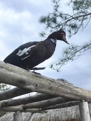 Cairina moschata domestica