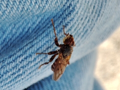 Myopa dorsalis