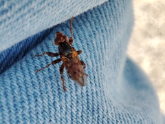 Myopa dorsalis
