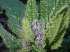 Borago officinalis