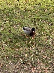 Anas platyrhynchos image