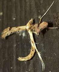 Platyptilia carduidactylus