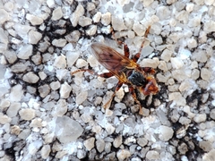 Myopa dorsalis