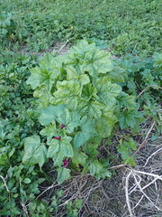 Malva sylvestris