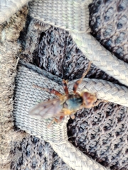 Myopa dorsalis
