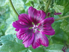 Malva sylvestris