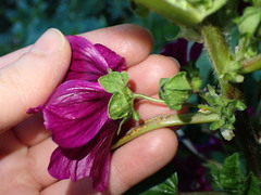 Malva sylvestris